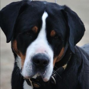 Meet your Posher, Sheila